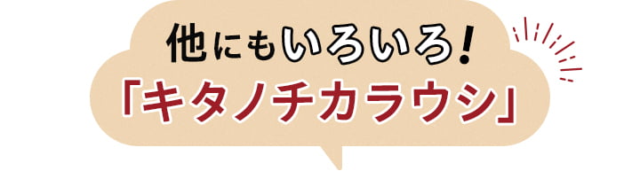 他にもいろいろ！キタノチカラウシ