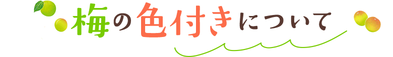 梅の色付きについて