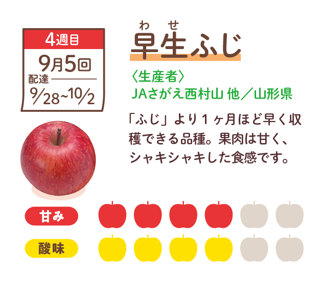 早生ふじ　「ふじ」の突然変異などで生まれた品種。早めに収穫できます。
