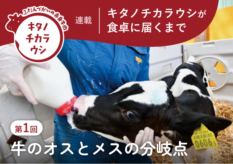 キタノチカラウシが食卓に届くまで 第3回 健康に育てることが、おいしさにつながる