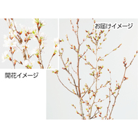 庄内の切り花（啓翁桜）