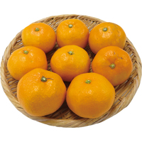 温州みかん800g【JA熊本市】