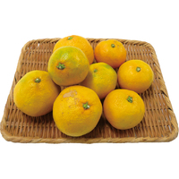 温州みかん800g【JAふじ伊豆】