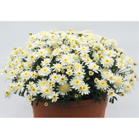 花の苗もの・マーガレット（WEB）