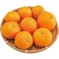 温州みかん800g【ジョイファーム小田原】