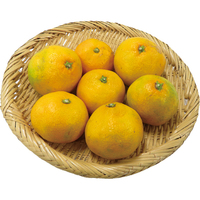 温州みかん800g【下曽我】