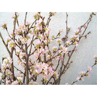 庄内の切り花（啓翁桜）