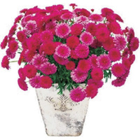 花の苗もの（WEB）