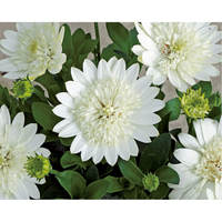 花の苗もの（WEB）