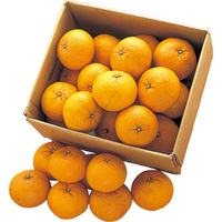 甘夏みかん10kg