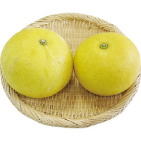 パール柑900g（WEB）