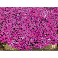 花の苗もの・芝桜（WEB）