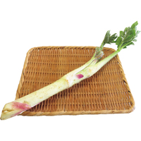 山うど250g（WEB）