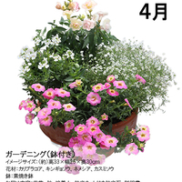 【宅配】ガーデニングコース（鉢付）頒布企画