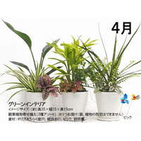 【宅配】グリーンインテリアコース　頒布企画