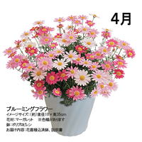 【宅配】いろいろおたのしみコース　頒布企画