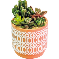 観葉植物サボテン（WEB）