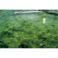 無茶々園の青のり粉（WEB）