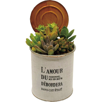 観葉植物サボテン（WEB）