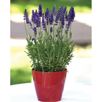 花の苗もの・イングリッシュラベンダー（WEB）