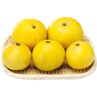 ニューサマーオレンジ（日向夏）800g