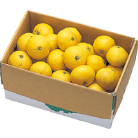 ニューサマーオレンジ（日向夏）5kg