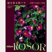 庭を彩る野バラ