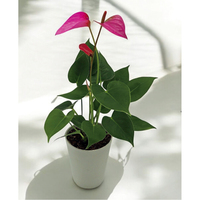 観葉植物アンスリウム（WEB）