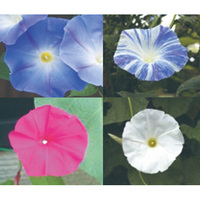 花の苗もの【朝顔で緑のカーテン】