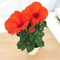 観葉植物ハイビスカス（WEB）