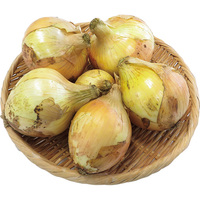 白子新玉ねぎ1kg