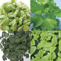 野菜の苗もの
