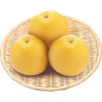 美生柑1．2kg