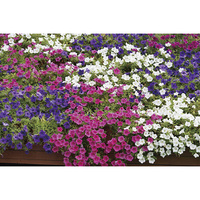 花の苗もの