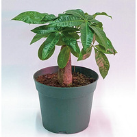 観葉植物・パキラ（別積み）（WEB）