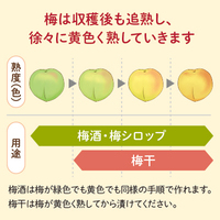 熟度の目安