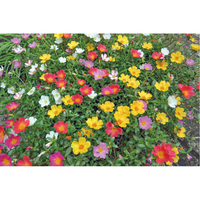 花の苗もの