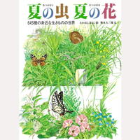 夏の虫　夏の花