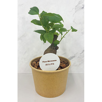 花の苗もの・観葉植物（WEB）