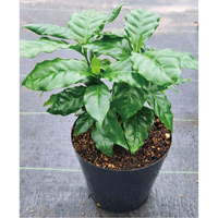 観葉植物コーヒーの木（WEB）