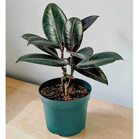観葉植物・フィカスバーガンディー（別積み）（WEB）