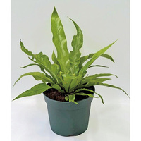 観葉植物・アスプレニウム（別積み）（WEB）