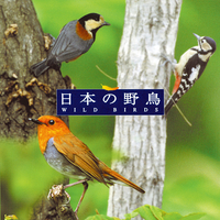 CD　自然音　日本の野鳥