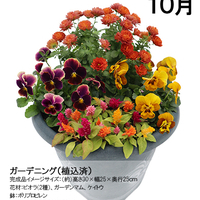 【宅配】ガーデニングコース（植込み済）頒布企画