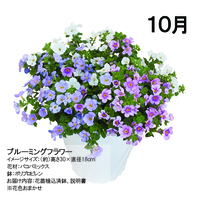 【宅配】ブルーミングフラワーコース　頒布企画