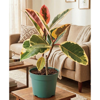 観葉植物・フィカスルビー（別積み）（WEB）