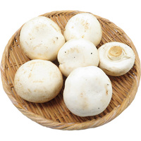 大きなホワイトマッシュルーム300g（WEB）
