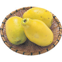 かりん500g（WEB）